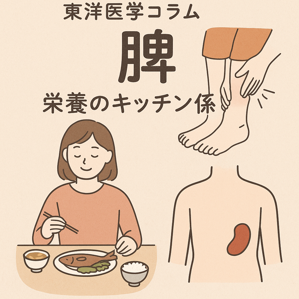 東洋医学コラム：五臓の「脾」〜栄養のキッチン係〜